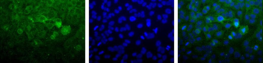 NUDT1 / MTH1 Antibody (C-Terminus, DY488)