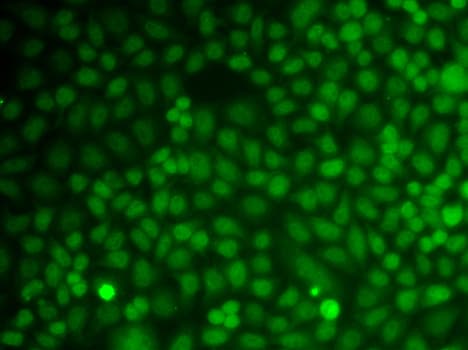IHC-plus™ GADD45A / GADD45 Antibody