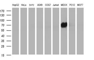 Monoclonal Mouse anti-Human ICAM3 / CD50 Antibody (clone OTI1F2, WB)