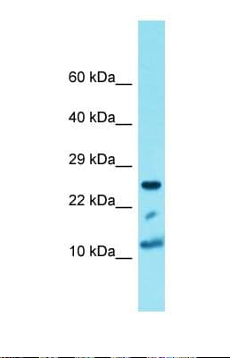 Histone H4 Antibody (aa11-60)