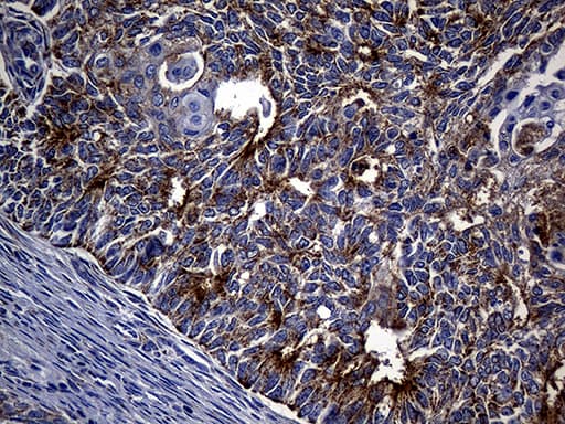 TIM23 Antibody (clone OTI2F5, Carrier-free)