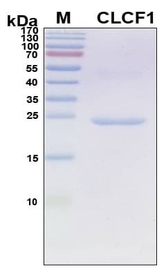 Human CLCF1 Protein (Recombinant 6His, N-terminus)