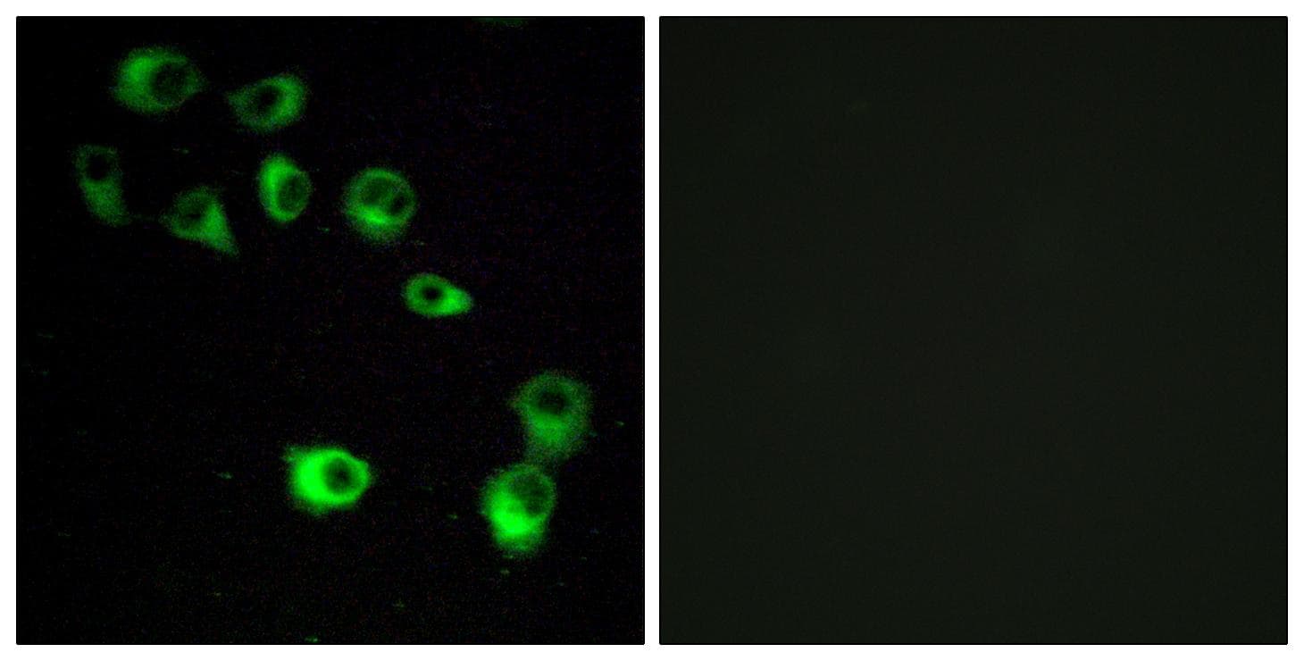 VN1R4 Antibody