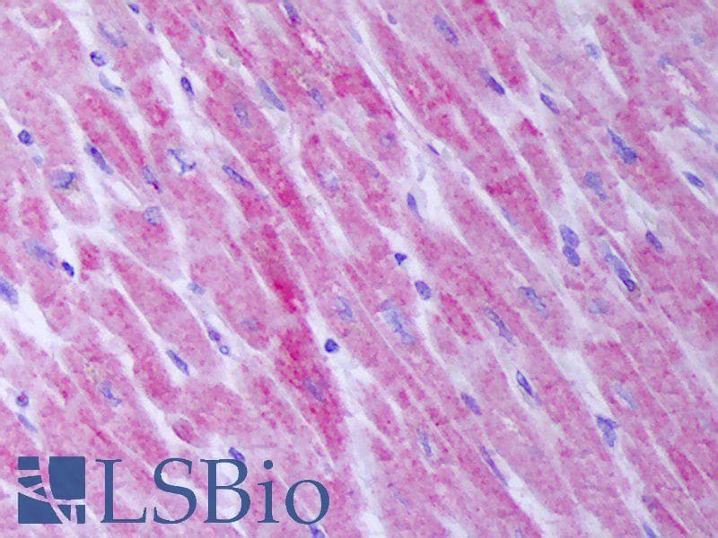 IHC-plus™ FST / Follistatin Antibody
