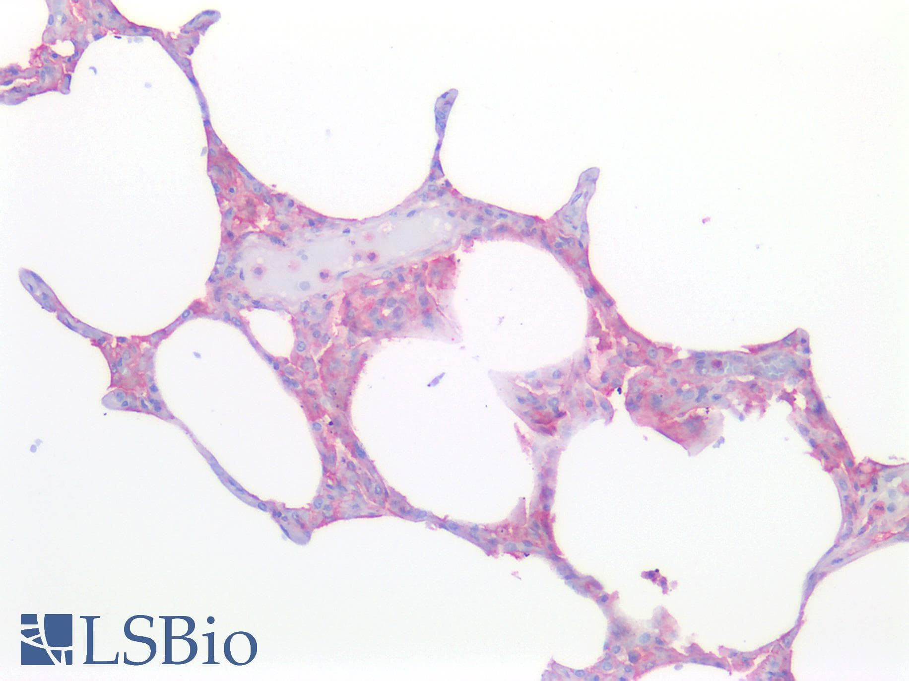 PathPlus™ CD33 Antibody (aa42-159, clone 44M12D3)