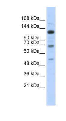 Polyclonal Rabbit anti-Human RFX / RFX1 Antibody (aa287-336, WB)