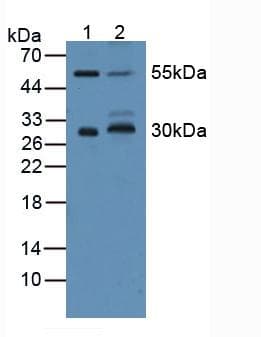 CD200 Antibody (aa31-232)