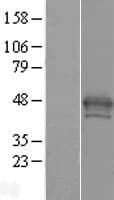 H2AFY / MACROH2A1 Protein (Over-Expression Lysate Myc-DDK (Flag))