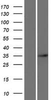 ARGFX Protein (Over-Expression Lysate Myc-DDK (Flag))