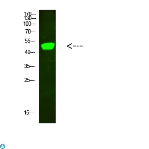 Complement C1RL Antibody