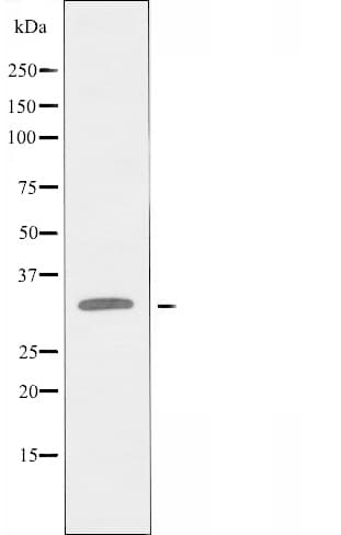 OR9Q1 Antibody
