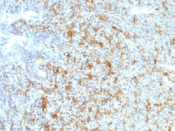 ITGAX / CD11c Antibody (aa600-850, clone ITGAX/1243)