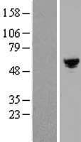 ARHGAP19 Protein (Over-Expression Lysate Myc-DDK (Flag))