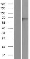 EME1 Protein (Over-Expression Lysate Myc-DDK (Flag))