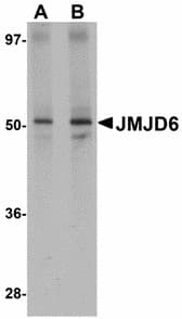 JMJD6 / PSR Antibody