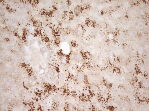 BMF Antibody (clone OTI3E5)
