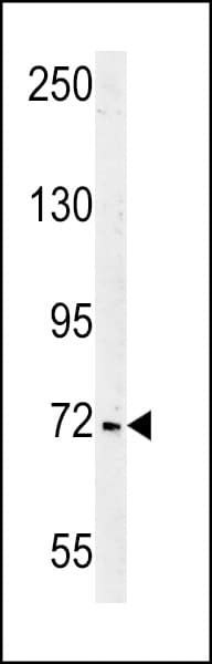 SHCBP1 Antibody (aa500-528)