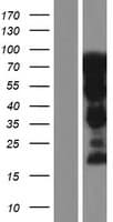 SH3KBP1 / CIN85 Protein (Over-Expression Lysate Myc-DDK (Flag))