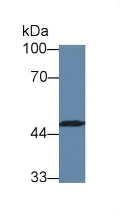 CASP10 / Caspase 10 Antibody (aa223-459, APC)