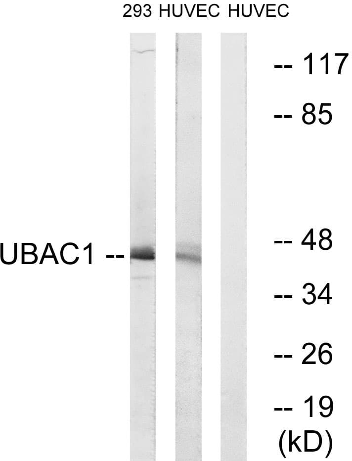UBAC1 / KPC2 Antibody (aa91-140)