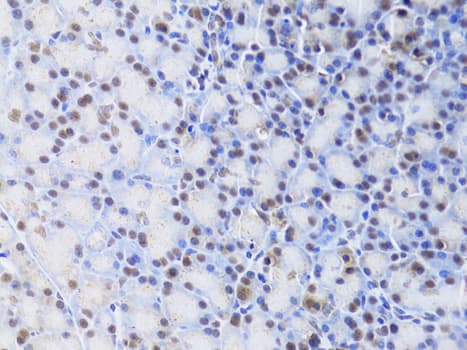 XRCC4 Antibody