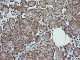 TRIM44 Antibody (clone OTI5C2)