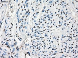 GBP2 Antibody (clone OTI2G6)
