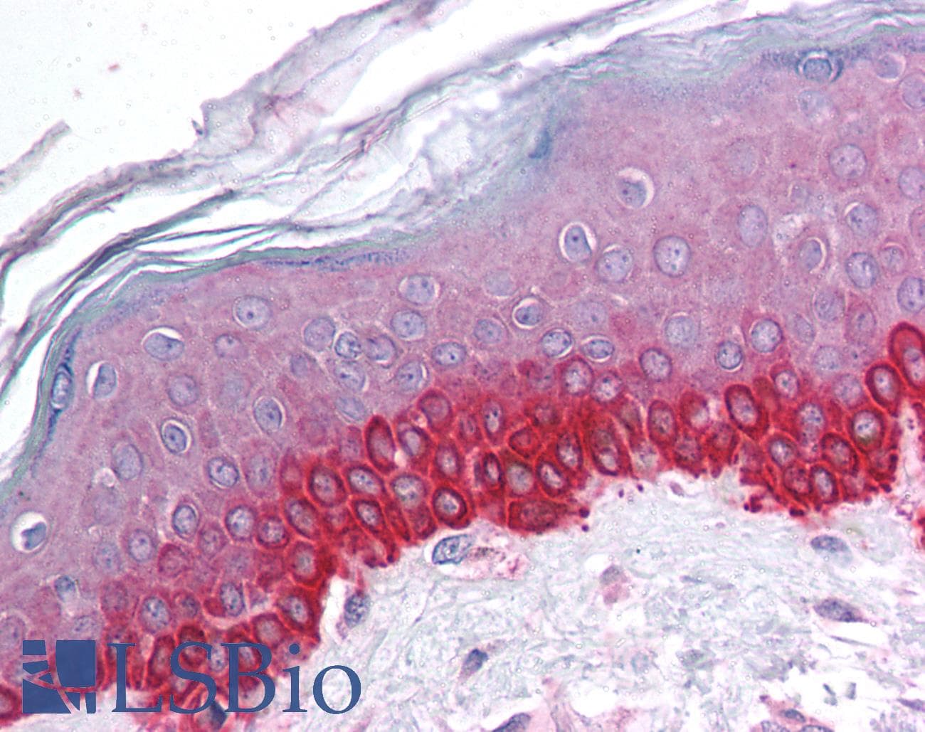 Polyclonal Rabbit anti-Human CTCF Antibody (N-Terminus, IHC, WB)
