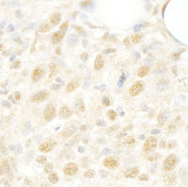 LUC7L3 / CROP Antibody (aa1-50)