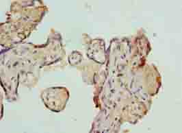 AZIN1 Antibody