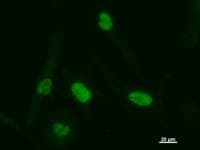 ATF3 Antibody (clone 44C3a)