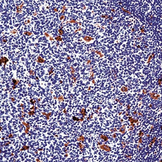 LYZ / Lysozyme Antibody