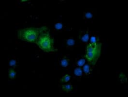 GSPT2 Antibody (clone OTI2G9)