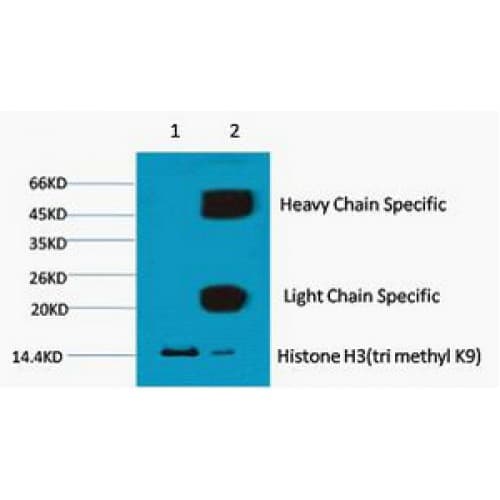 Histone H3 Antibody (clone 4H8)