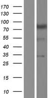 NBPF4 Protein (Over-Expression Lysate Myc-DDK (Flag))