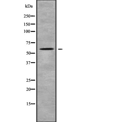 CDK17 / PCTK2 / PCTAIRE2 Antibody