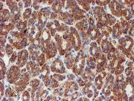 SCFD1 / SLY1 Antibody (clone OTI5G4)