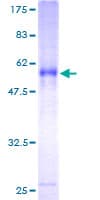 Human ITM2A Protein (Recombinant GST)