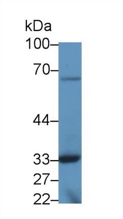 TOR3A Antibody (aa111-352)