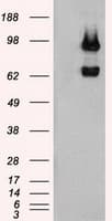 USP13 Antibody (clone OTI5B9)