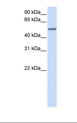 Polyclonal Rabbit anti-Human CYP3A43 Antibody (aa254-303, IHC, WB)