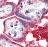 Polyclonal Rabbit anti-Human APOA1 / Apolipoprotein A 1 Antibody (aa10-37, IHC, WB)