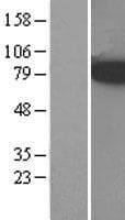 ACSL3 Protein (Over-Expression Lysate Myc-DDK (Flag))