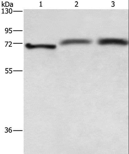 RDX / Radixin Antibody