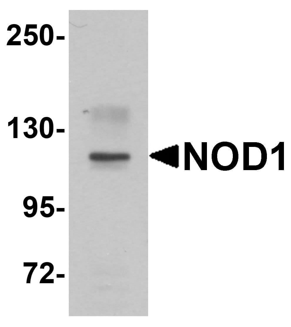 IHC-plus™ NOD1 Antibody