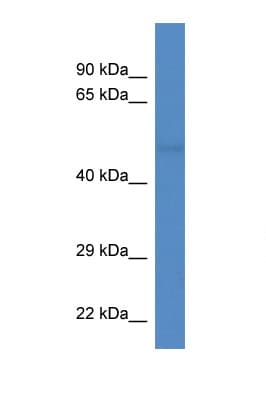 Polyclonal Rabbit anti-Mouse TUBA8 / Tubulin Alpha 8 Antibody (aa32-81, WB)