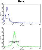 IHC-plus™ CENPH / CENP-H Antibody (aa136-162)