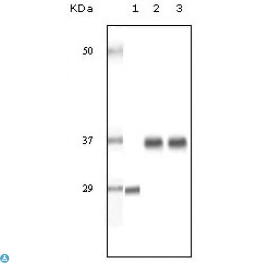 SRA1 / SRA Antibody