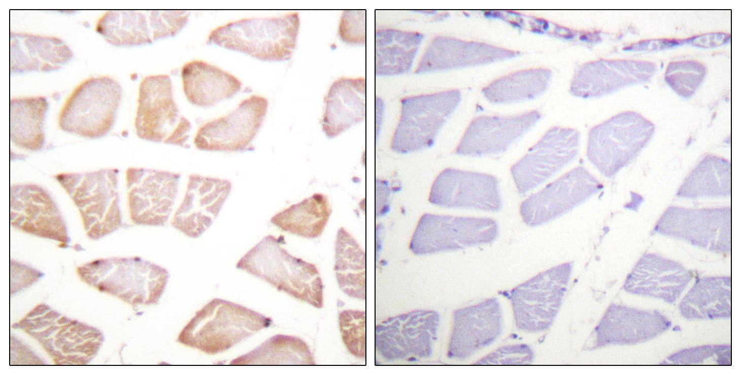 AKT1 Antibody (p129)