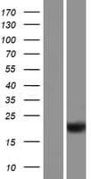 ZBTB8OS Protein (Over-Expression Lysate Myc-DDK (Flag))